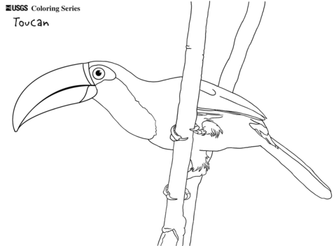 Toco Toucan Coloring Page